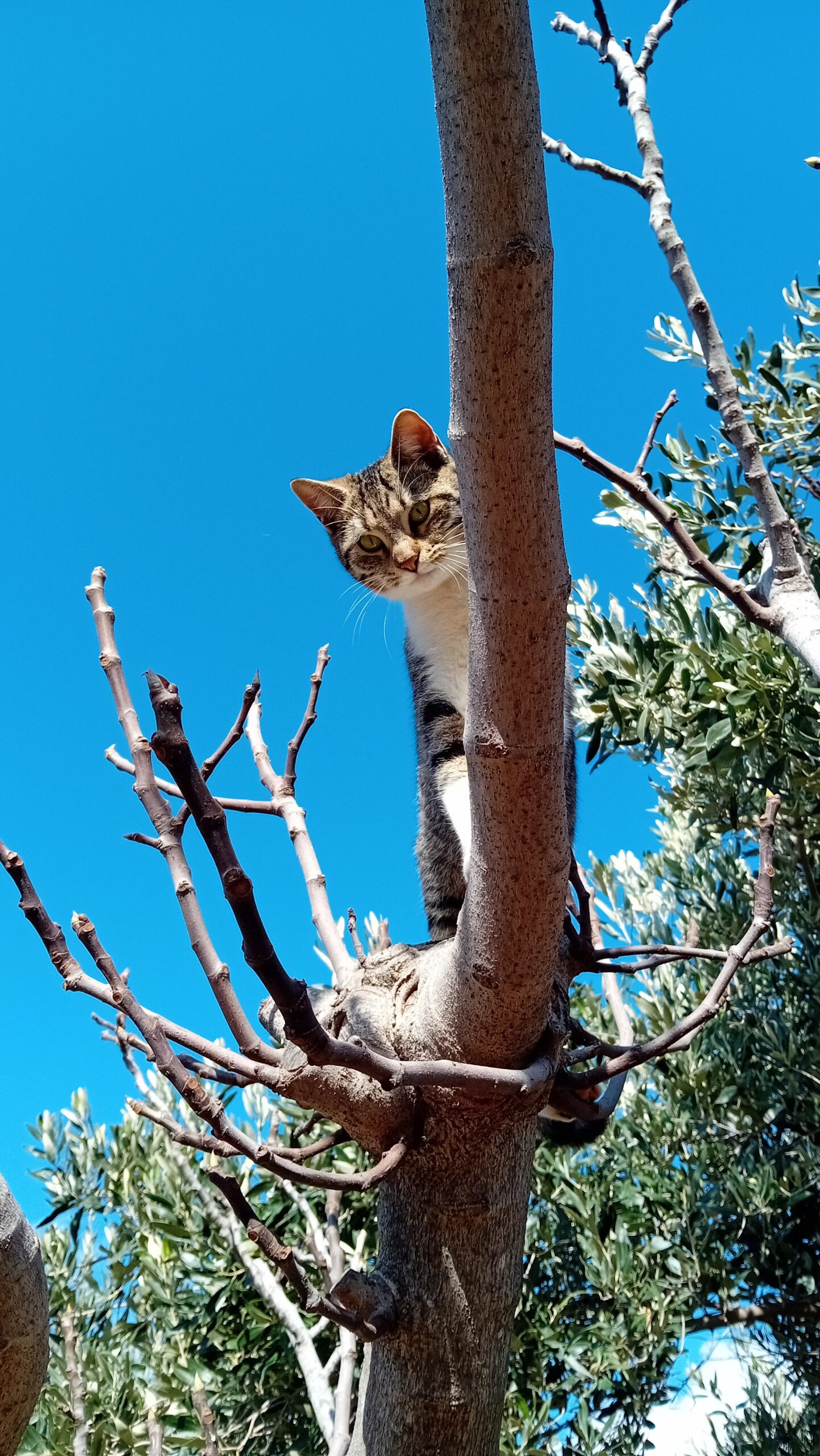 Τζόι