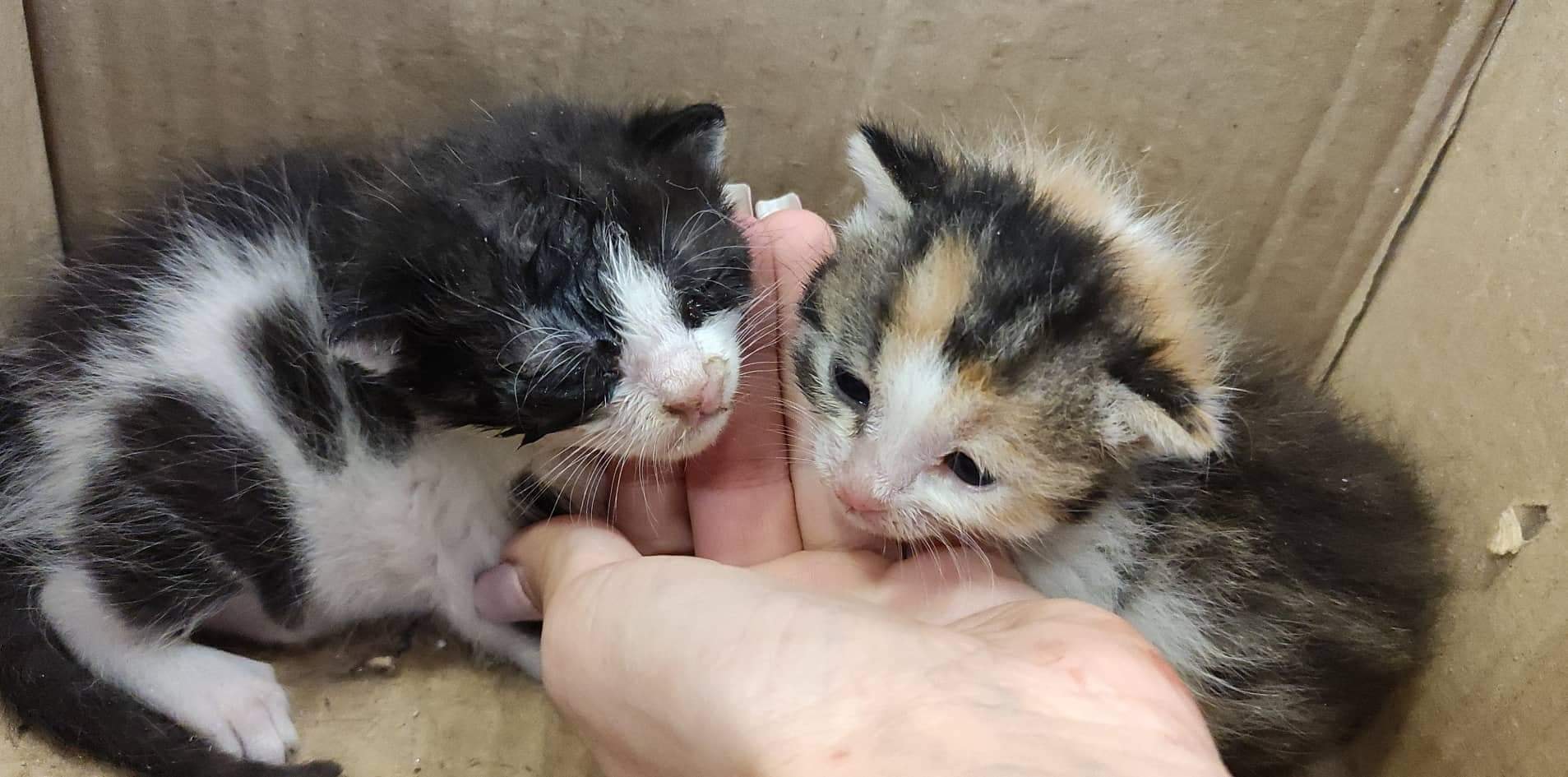 🐾Οδηγός επιβίωσης νεογέννητων γατιών.